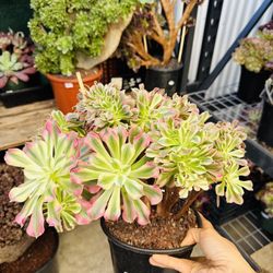 Aeonium Pink Which Crest 