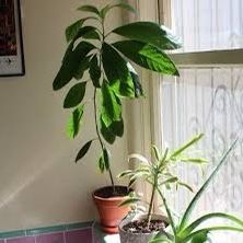 Avocado Plant 