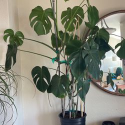 Monstera Large Indoor Plant 