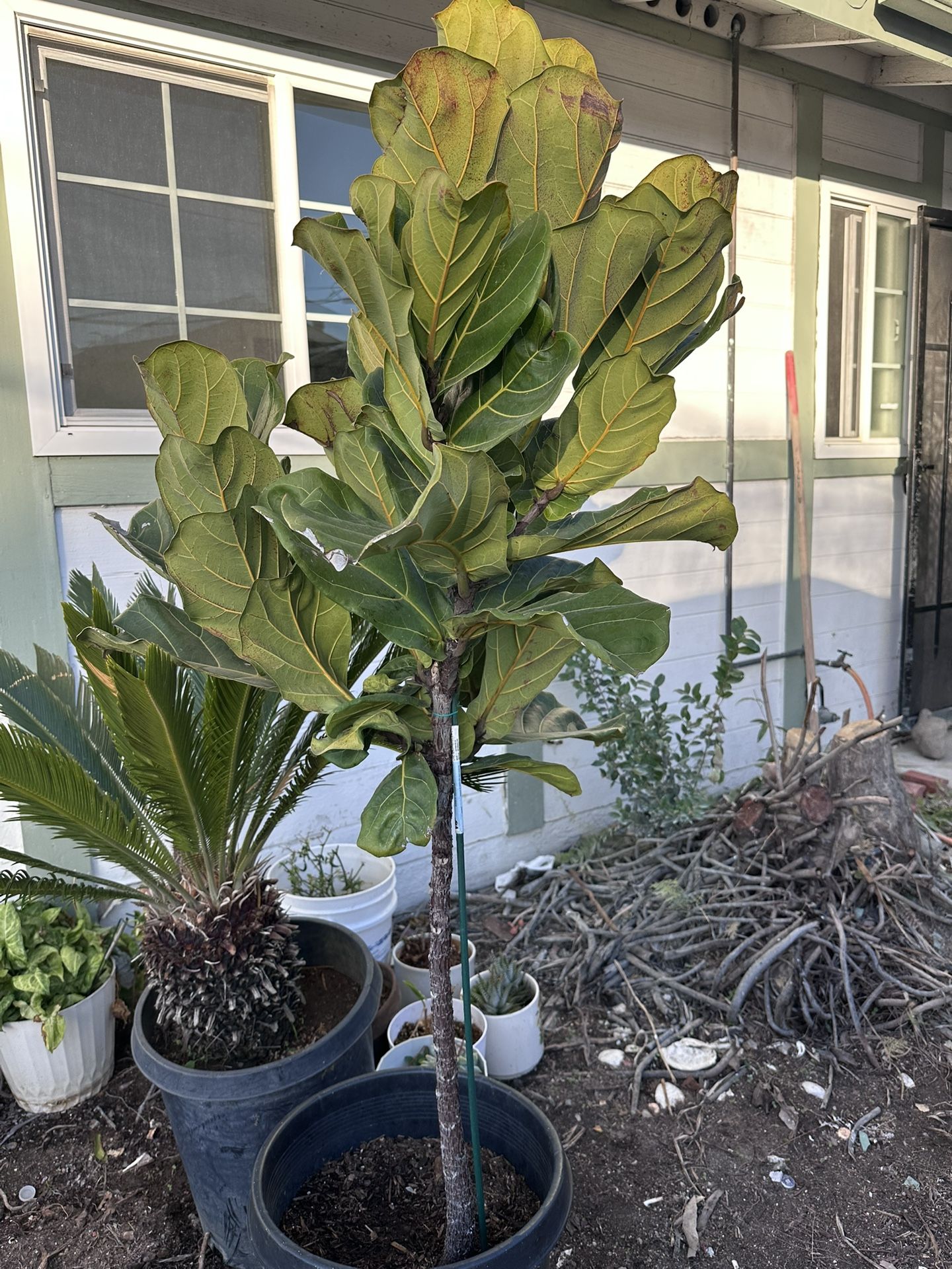 Plants