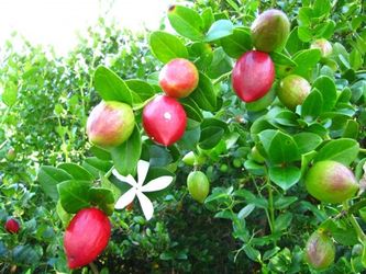 Natal plum tree