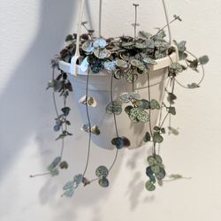Houseplant Succulent String Of Heart Variegated 