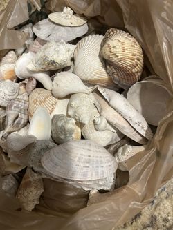 SHELLS FOR ARTS AND CRAFT 