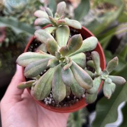 Korean Succulent