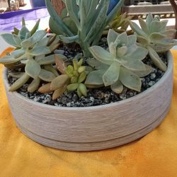 Succulent Arrangements 