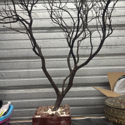 Jewelry tree 🌲 
