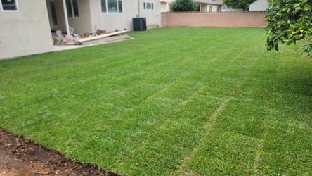 Fresh Sod