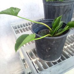 Baby Easter Lily Plants In A Pot $8