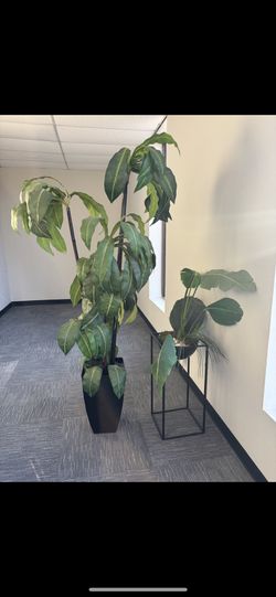 🌳🌳