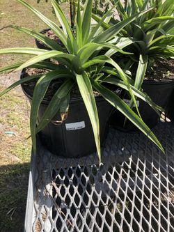 White Jade Pineapple