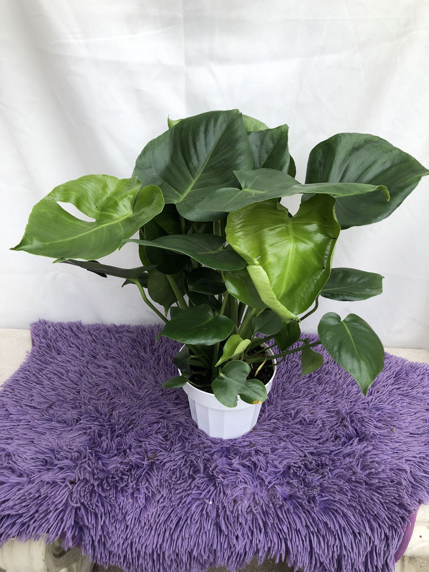 6” monstera
