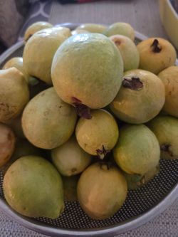 SOLD OUT!  should have more soon!Pink Guavas