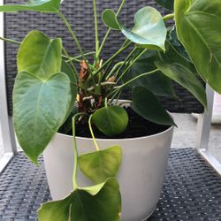 Indoor Plant 