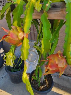 Dragon Fruit Trellis 