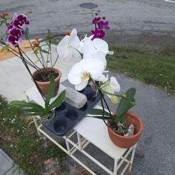 Extra big white orchid....buy One At $13  Get Something Halg Off...you Won't Beat The Deal