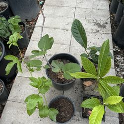$10 Loguat, $13 Passion fruit, $13 fig
