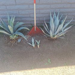 "Century Plant" Agave Americana