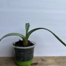 Agave Starter Plant – Century Plant Succulent 🌵