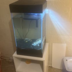 Anyone Want The Tank And The Fish 