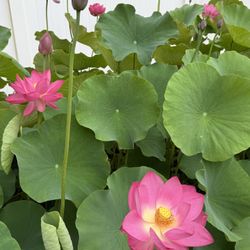 Water Lotus