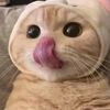 Dan P