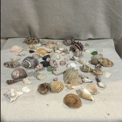 ASSORTED LOT OF SEASHELLS GREAT FOR CRAFTS