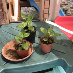 Plantas De Insulina 