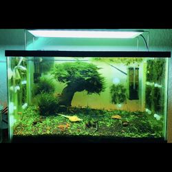 Terrarium , Aquarium And Small Pond 