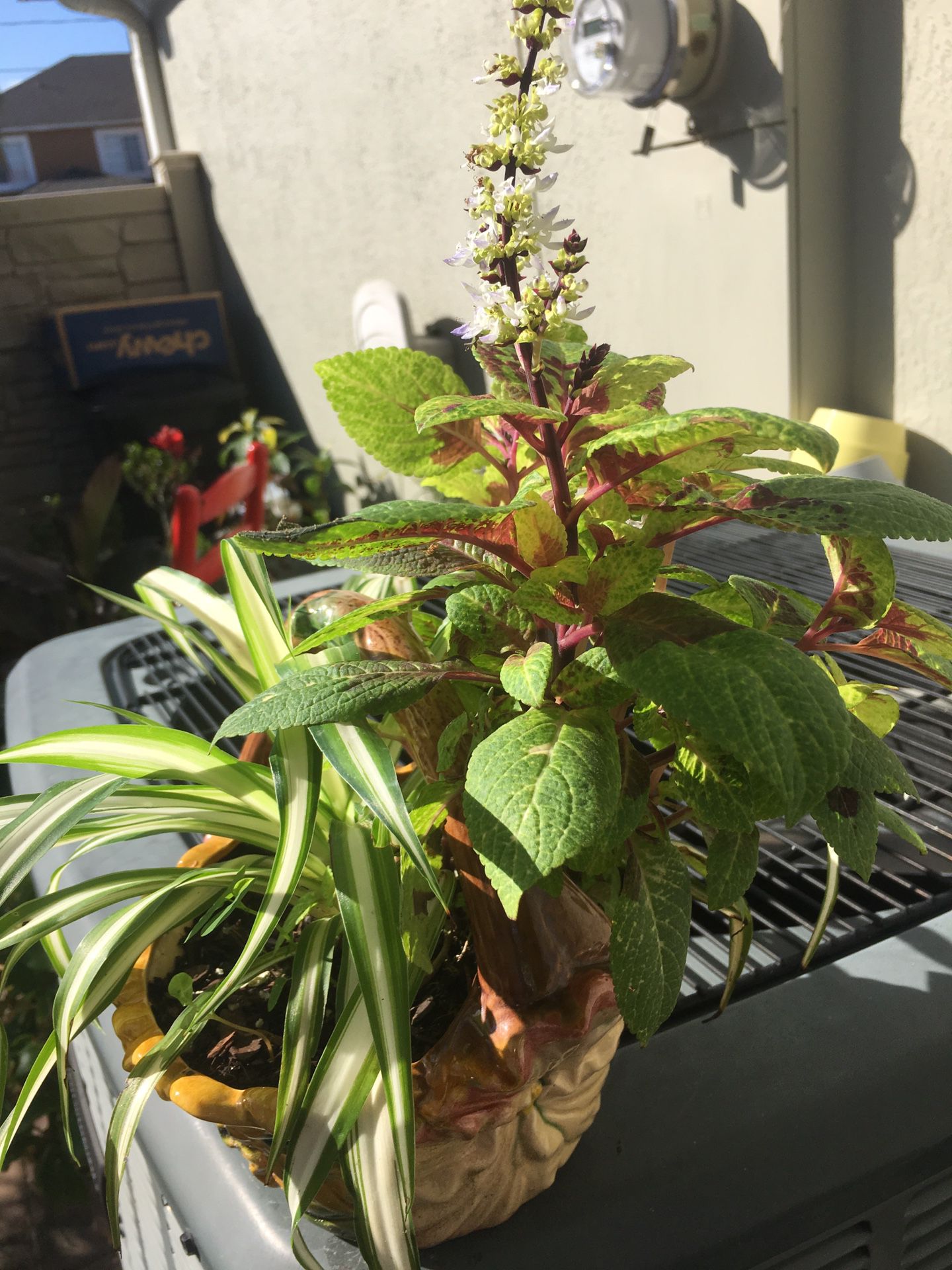 Plant Medley in Pretty Flower Ceramic Basket