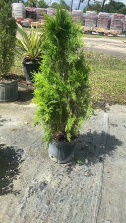 Arborvitae - 3 Gallons