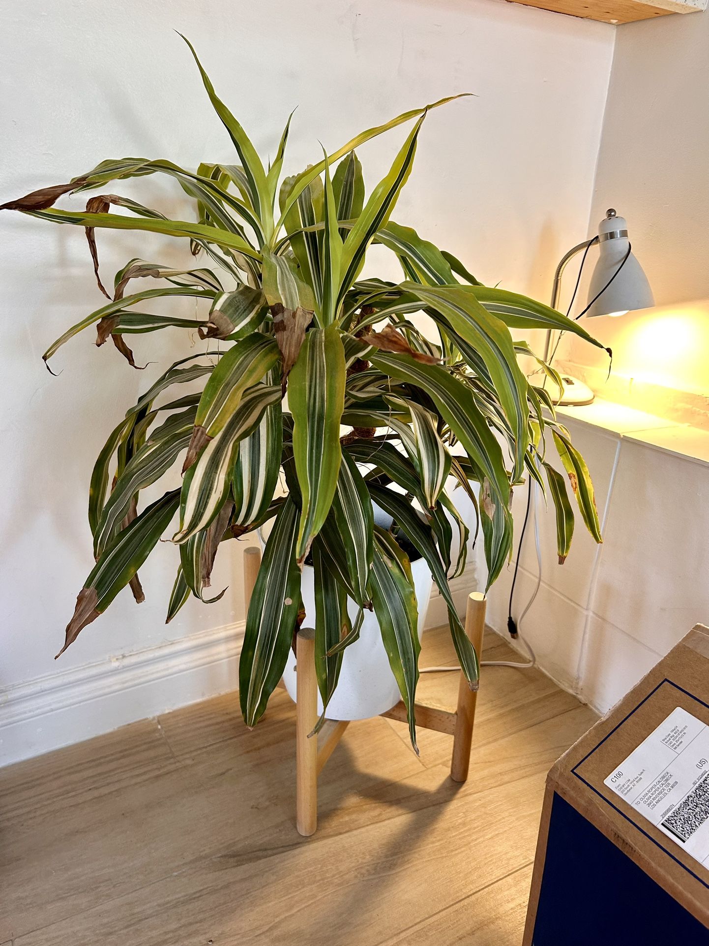 Corn Plant With Pot And Stand