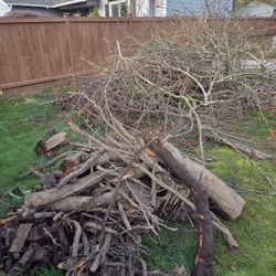 Free Tree Roots And Branches