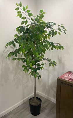 Ficus Tree with Black Pot, 78”