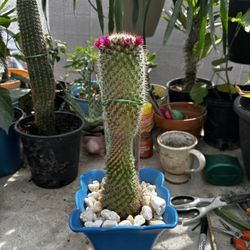 Mammillaria  Spinosissima 