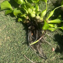 Floating Plant