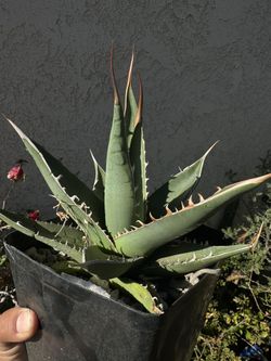 Agave purpusorum