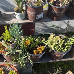 Succulents