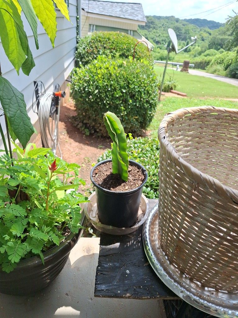 Dragon Fruit Plants