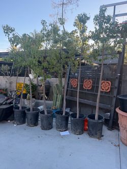 Bottle tree
