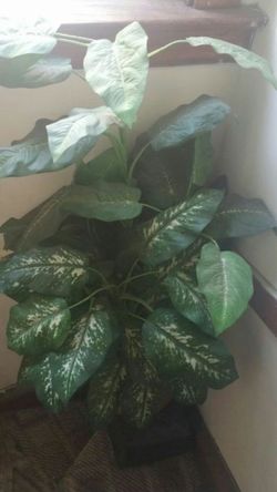 planta d decorasion artifisial esta grande