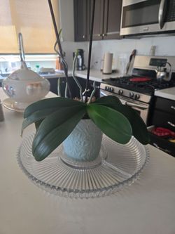 White Orchid