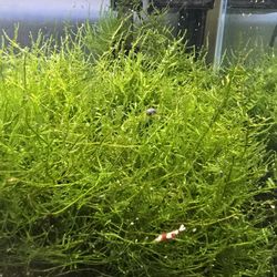 Aquarium Plants 