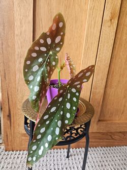 Begonia "Maculata" Angel Wing (Purple pot-C)
