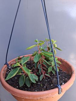 Peperomia