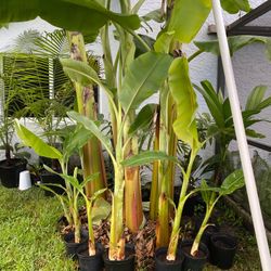 Ice cream Thai banana plant