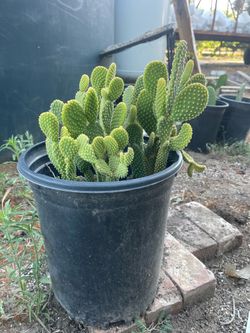 Bunny ears cactus 🌵