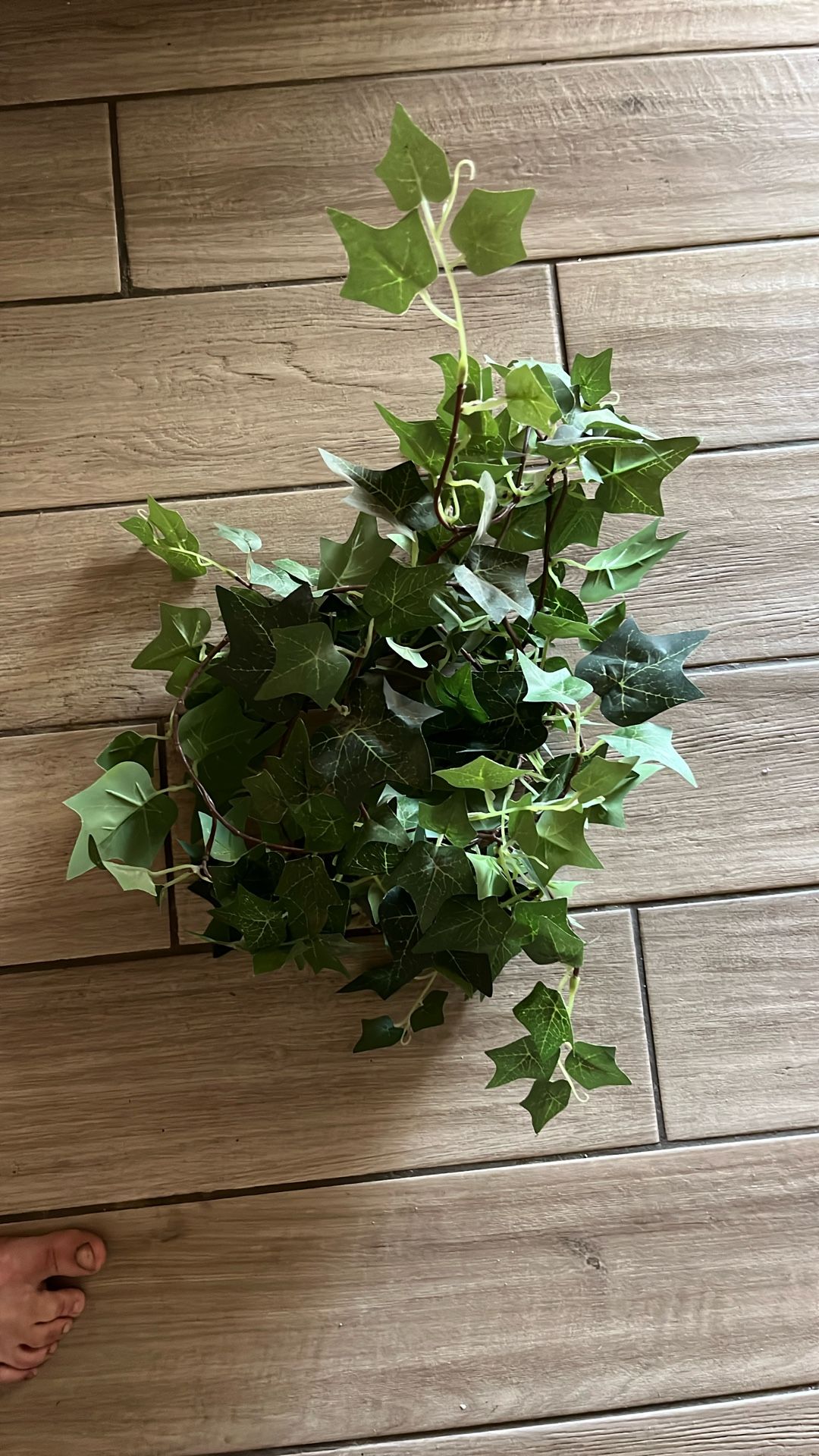 Fake Ivy