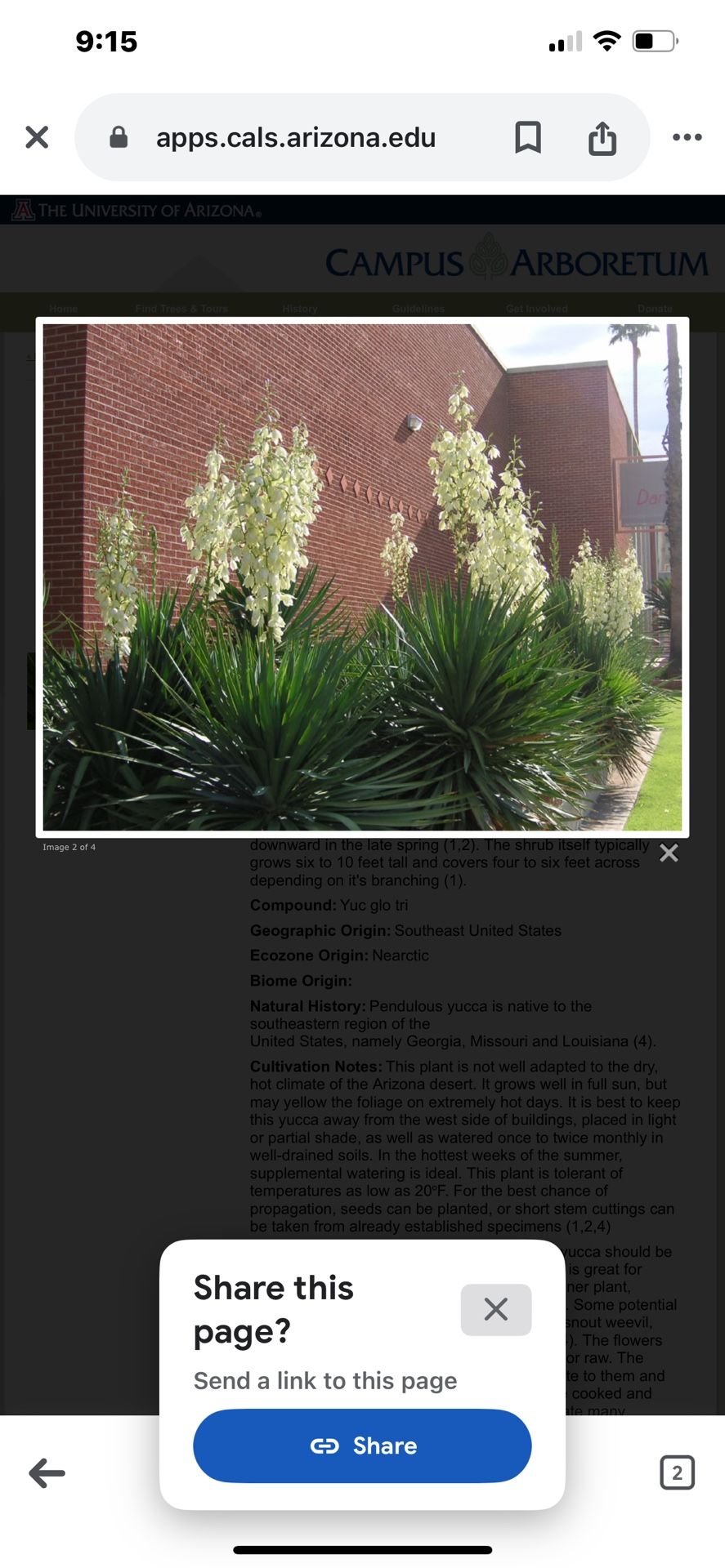 Yucca gloriosa