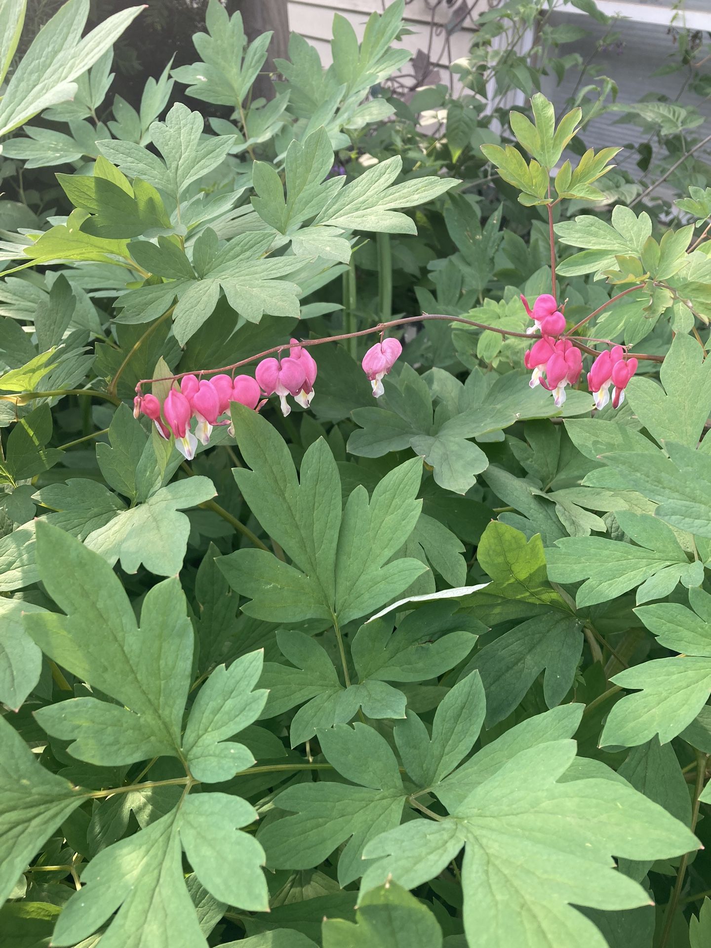Bleeding Heart Plant
