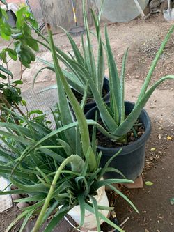 Big Sale Going On For Plants